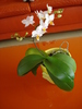 ORHIDEEA,DIN NOU CU FLORI!