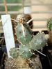 tephrocactus articulatus