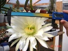 Trichocereus thelegonoides