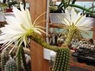 Trichocereus thelegonoides