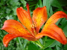 DSC04811
