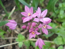 Allium oreophilum (2010, May30)