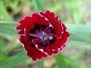 Dianthus chinensis (2010, May 28)