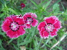 Dianthus chinensis (2010, May 29)