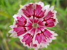 Dianthus chinensis (2010, May 29)