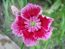 Dianthus chinensis (2010, May 29)