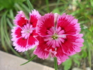Dianthus chinensis (2010, May 30)