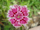 Dianthus chinensis (2010, May 30)
