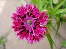 Dianthus chinensis (2010, May 30)