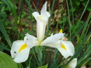 Iris Holland White (2010, May 31)