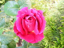 OTHELO_ROSE_29_MAI_2010 026
