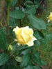 Rosa 2010
