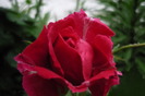 trandafir urcator rosu ciclam