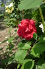 trandafir urcator rosu ciclam