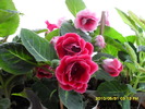 Flori-31