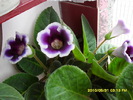 Flori-31