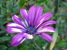 African Daisy Astra Violet (2010, May 28)