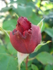 Rose Dame de Coeur (2010, May 27)