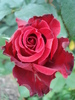 Rose Dame de Coeur (2010, May 28)