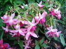 Fuchsia La Campanella (2010, May 26)