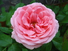 Rose Pleasure (2010, May 29)