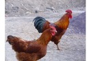 pereche maran
