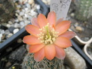 Rebutia - floare... crem!