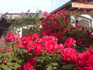 DSC00805