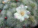 DSC03979