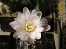 DSC04241