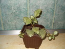 Episcia