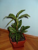 Aglaonema