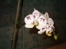 Orhidee arlechin