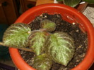 episcia Cupreata Metallica (Myky)