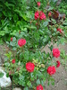 MINI-ROSA
