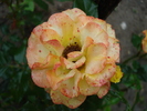 MINI-ROSA