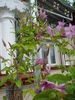 CLEMATIS..