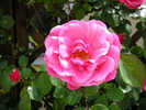 P1013518
