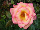 P1013562