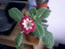 tigrina red