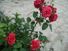 DSC08970