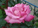 DSC08974