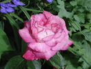 DSC08996