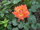 DSC09014