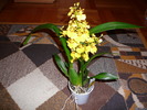 Oncidium