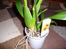 Oncidium