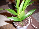 Oncidium