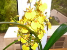 Oncidium