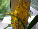 Oncidium