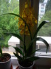 Oncidium